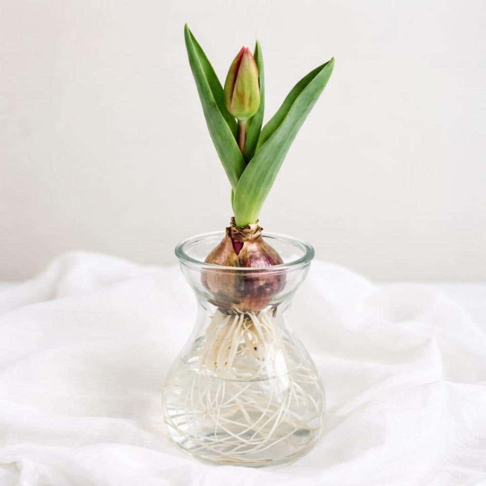 Tulp met bol in glazen bolvaas met zichtbaar wortelstelsel