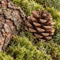 Decoratief mos, schors en dennenappels
