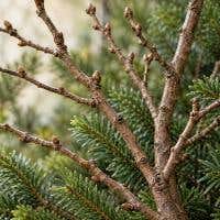 Natuurlijke takken tussen kerstgroen