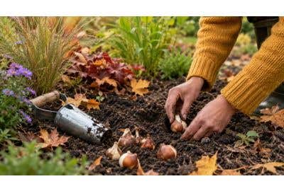 Wanneer bloembollen planten? Dit is het beste moment per soort
