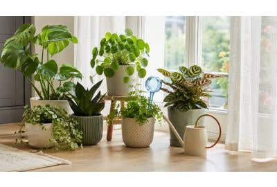 Planten water geven tijdens vakantie: zo blijven ze mooi