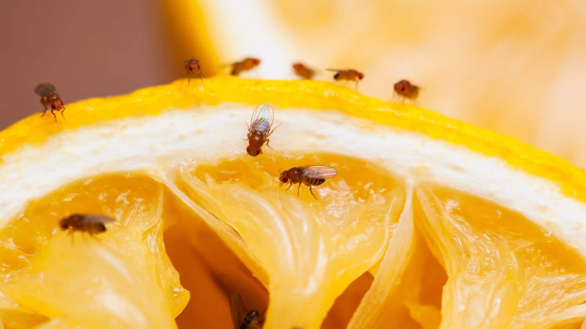 fruitvliegjes