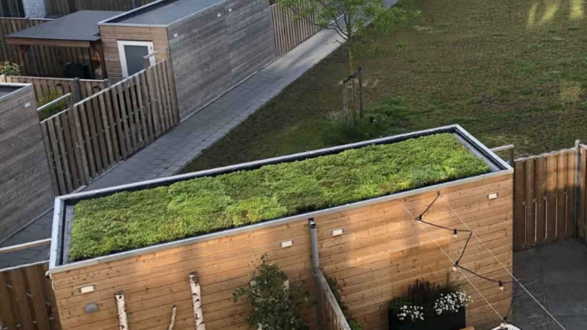sempergreen-sedum-dak