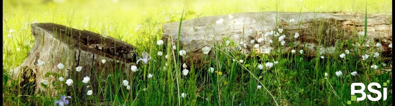 BSi
