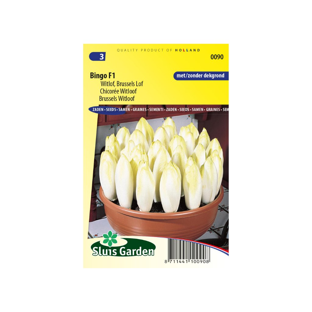 Witlof Bingo F1