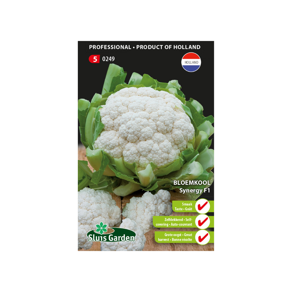 Bloemkool Synergy F1
