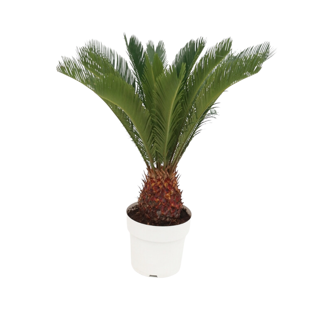 Vredespalm (Cycas Revoluta) H 75 ø 24 cm