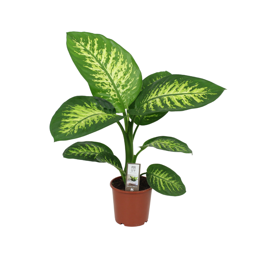 Drakenbloedboom (Dracaena Janet Craig) H 60 ø 17 cm