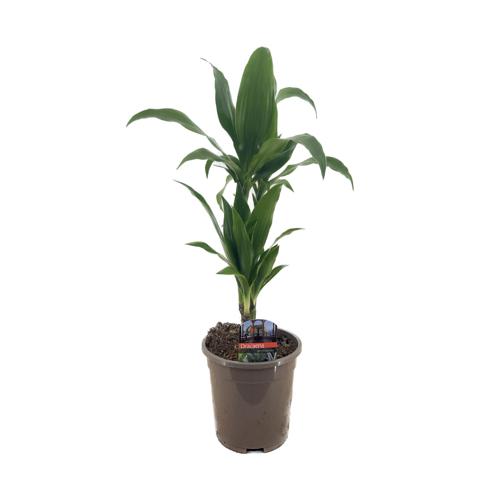 Drakenbloedboom (Dracaena Janet Craig) H 60 ø 17 cm