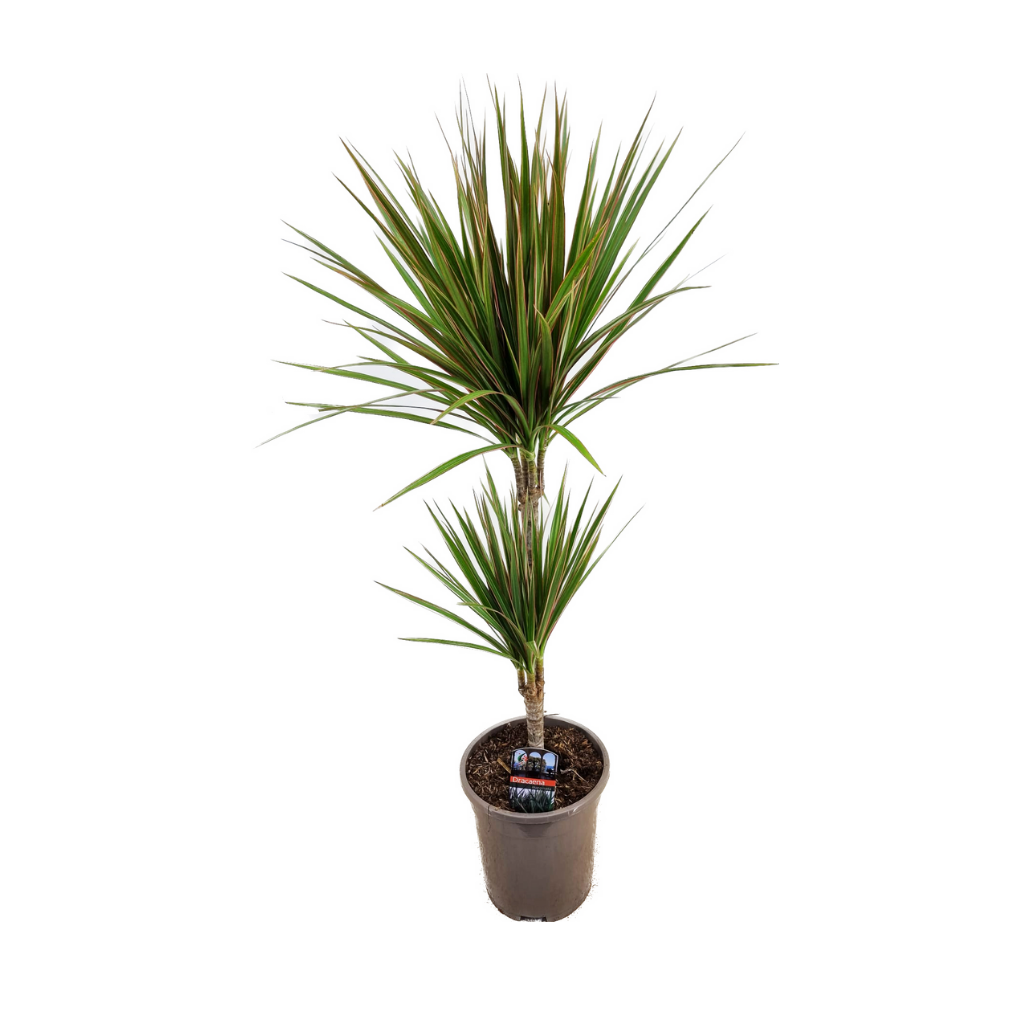 Drakenbloedboom (Dracaena Marginata Bicolor) H 80 ø 17 cm