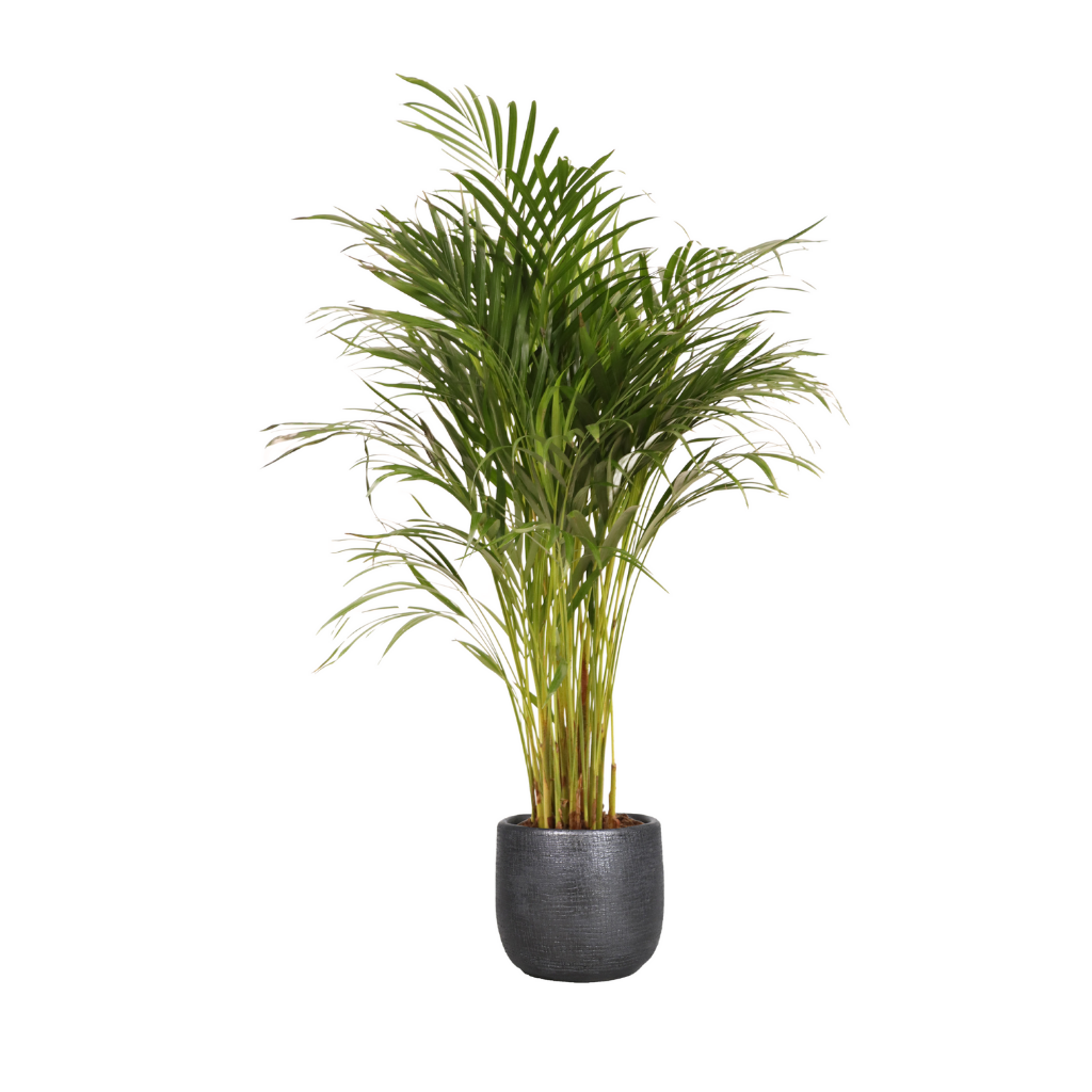 Areca goudpalm (Dypsis Lutescens) H 120 ø 24 cm