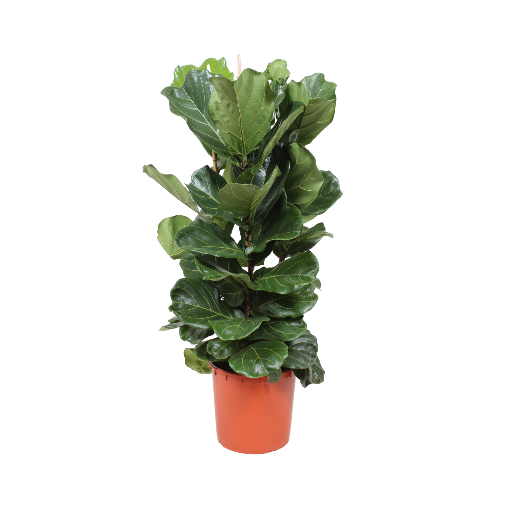 Rubberboom (Ficus Lyrata 3-toef) H 130 ø 34 cm