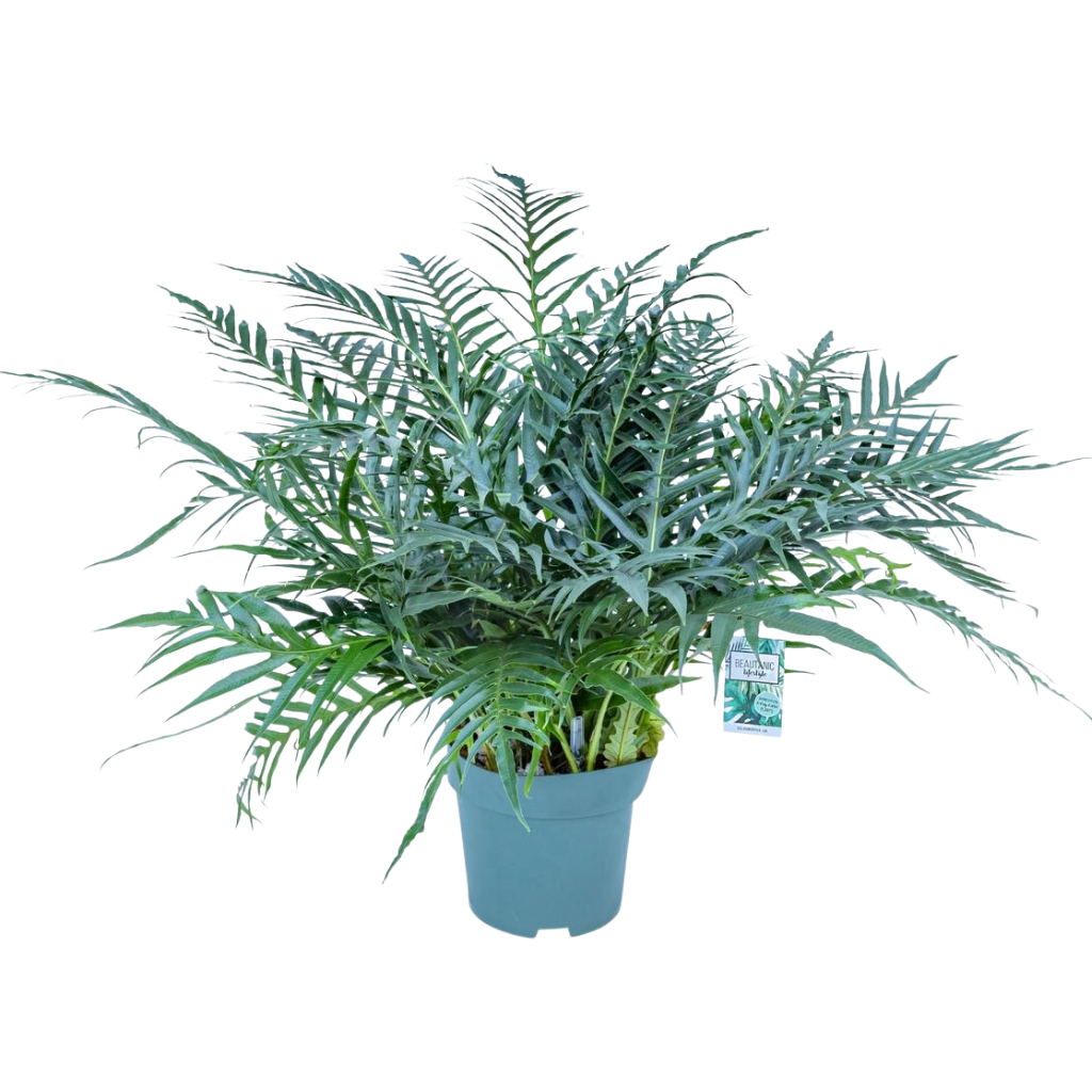 Mandvarens (Aglaomorpha Coronans Jim) H 70 ø 30 cm