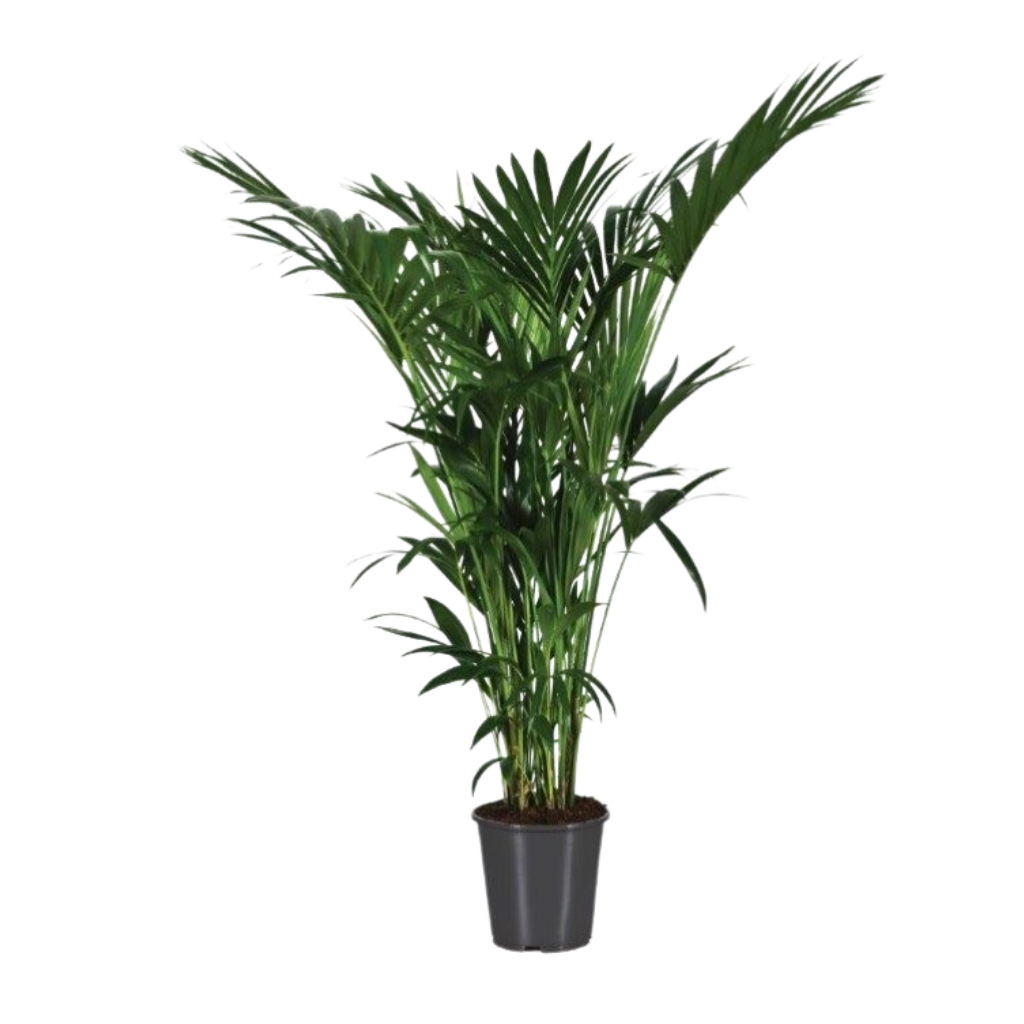 Kentia palm (Howea Forsteriana) H 170 ø 27 cm