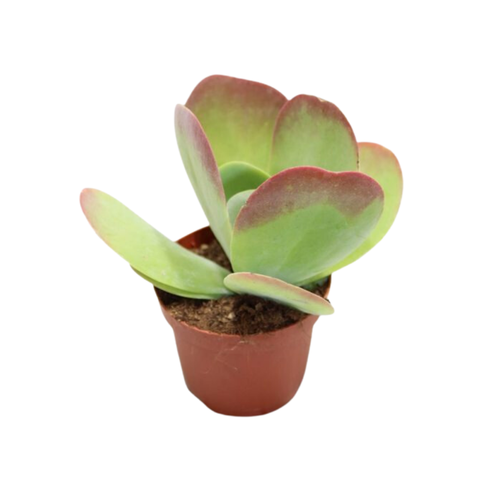 Kalanchoe Thyrsiflora 22,5 ø 13 cm