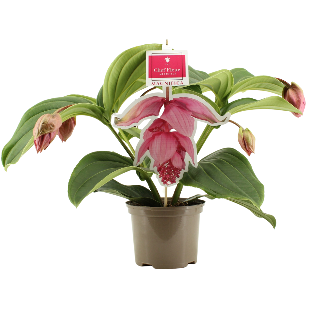 Medinilla (Medinilla Magnifica) H 55 ø 17 cm