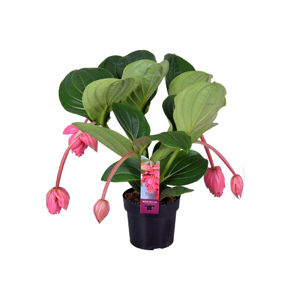 Medinilla (Medinilla Magnifica Flamenco) H 55 ø 17 cm
