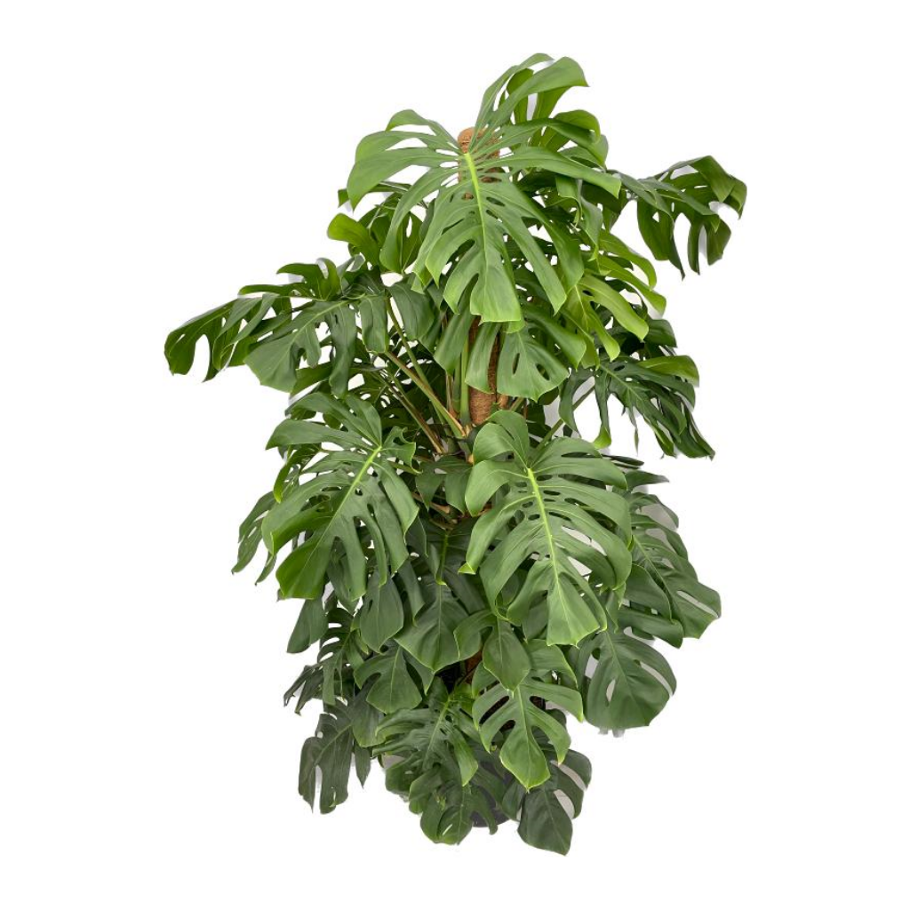 Gatenplant (Monstera Pertusum) H 180 ø 38 cm