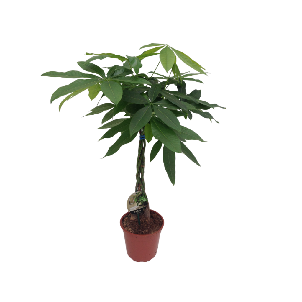 Geldboom (Pachira Aquatica) H 85 ø 19 cm