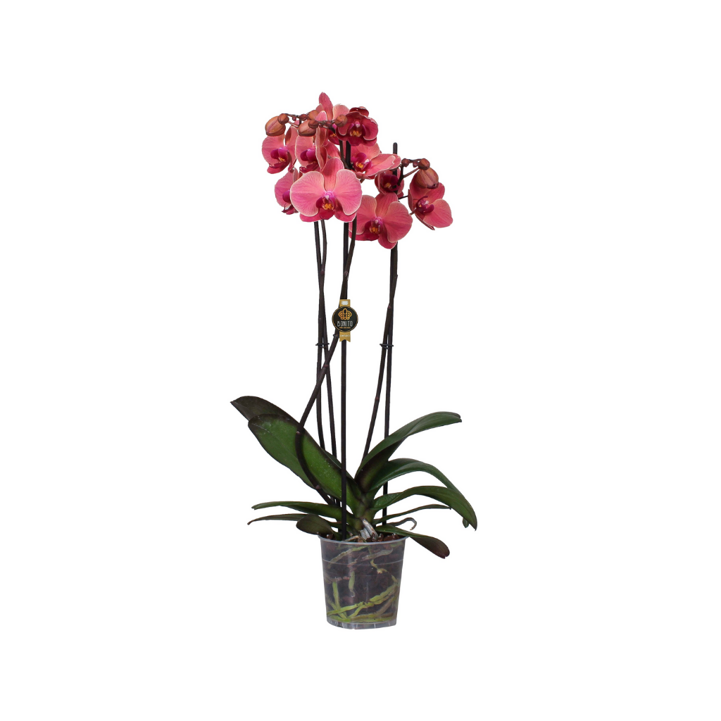 Vlinderorchidee (Phalaenopsis 3-tak) H 150 ø 27 cm