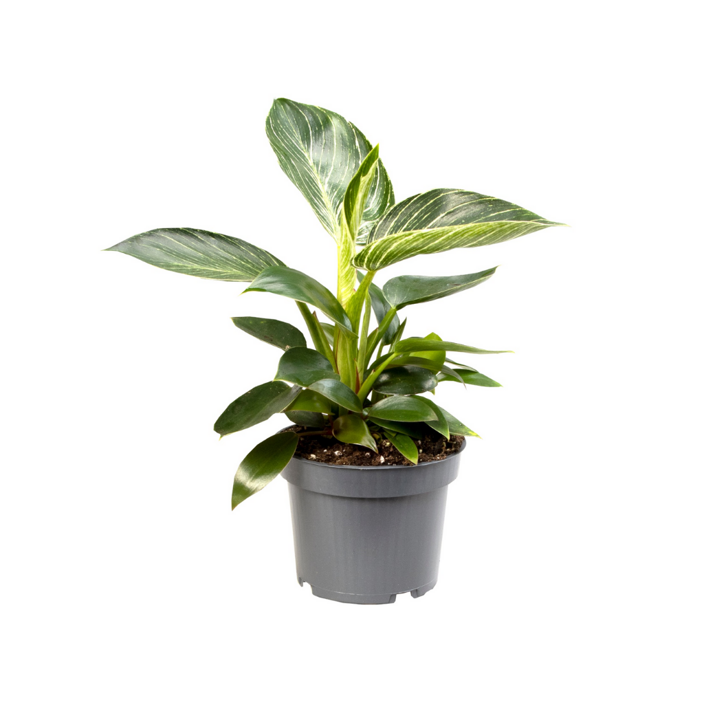 Philodendron Birkin H 25 ø 12 cm