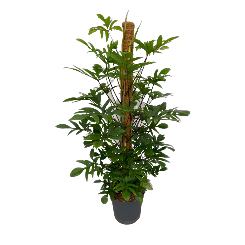 Philodendron Pedatum Xl H 180 ø 38 cm