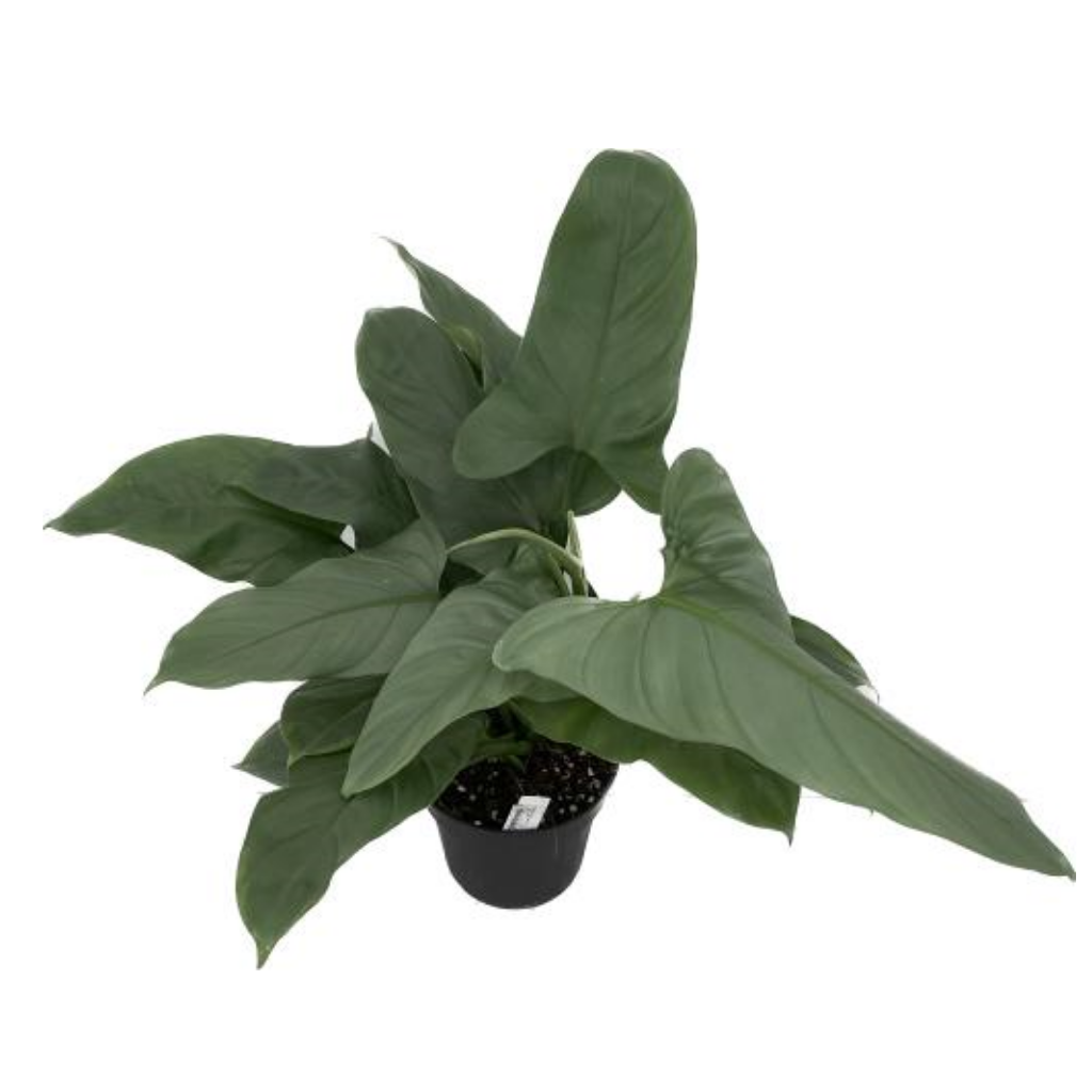 Philodendron Silver Queen H 50 ø 17 cm