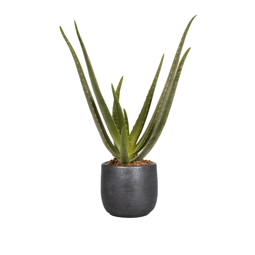 Wonderplant (Aloe Vera Barbadensis) H 40 ø 12 cm