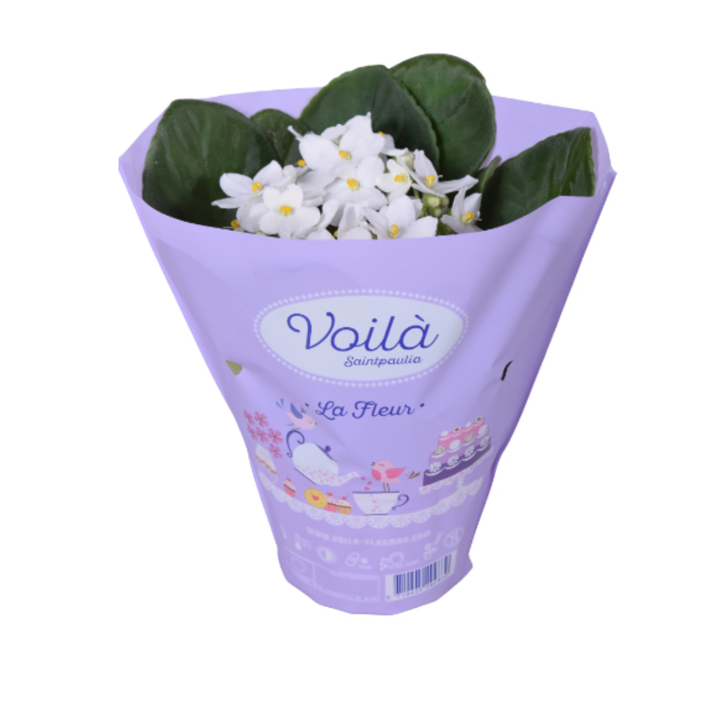 Kaaps viooltje (Saintpaulia) H 20 ø 12 cm