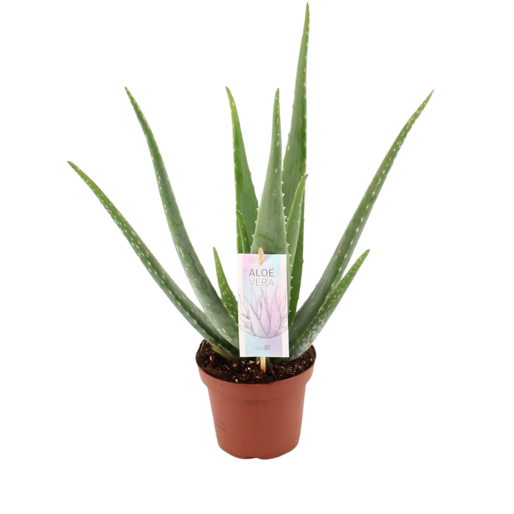 Wonderplant (Aloe Vera Barbadensis) H 42 ø 14 cm