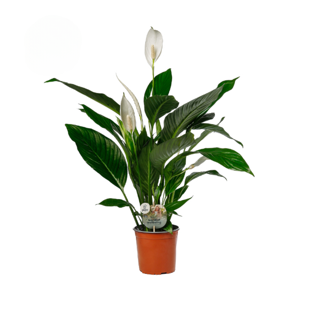 Lepelplant (Spathiphyllum Bingo Cupido) H 70 ø 17 cm