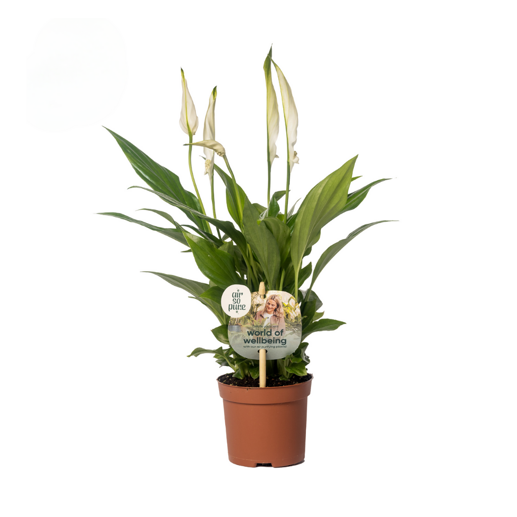 Lepelplant (Spathiphyllum Pearl) H 35 ø 9 cm