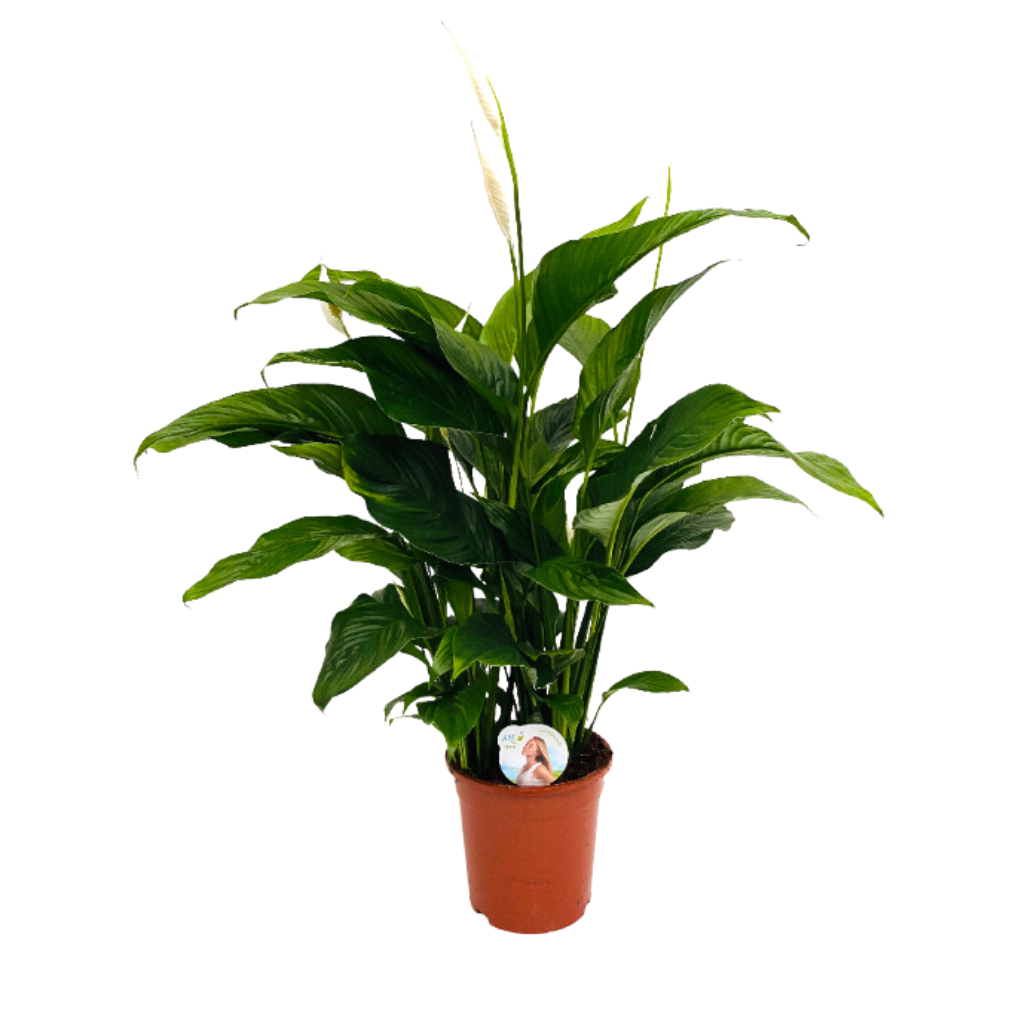Lepelplant (Spathiphyllum Sweet Lauretta) H 90 ø 21 cm