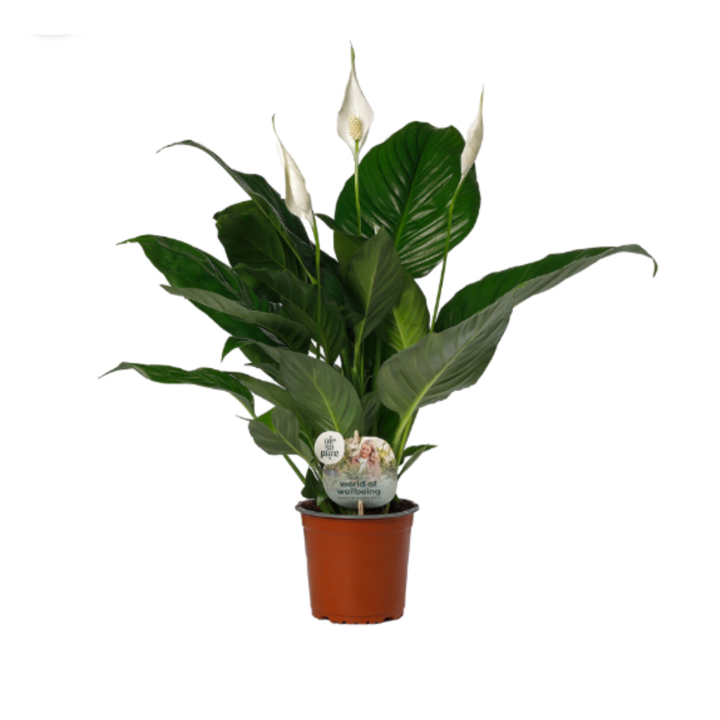 Lepelplant (Spathiphyllum Sweet Silvio) H 65 ø 14 cm