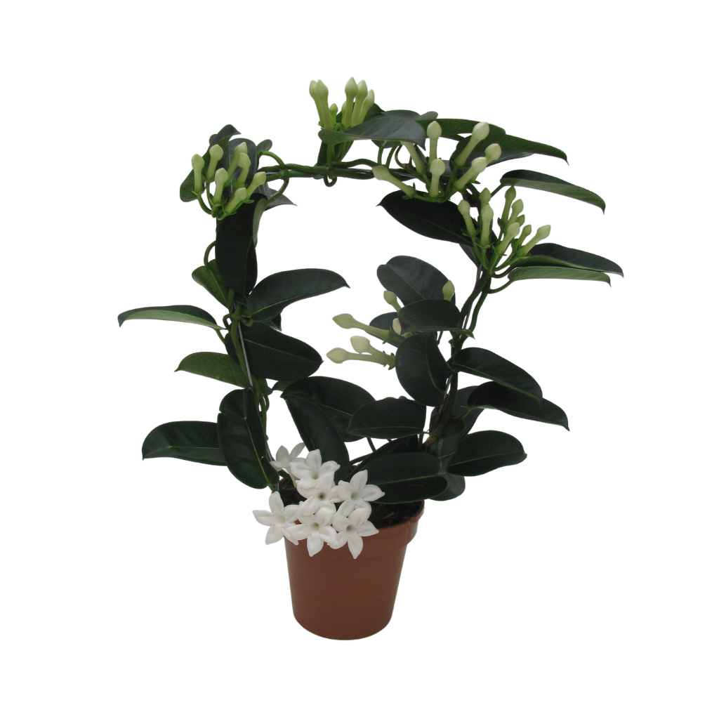 Bruidsbloem (Stephanotis Floribunda) H 45 ø 12 cm