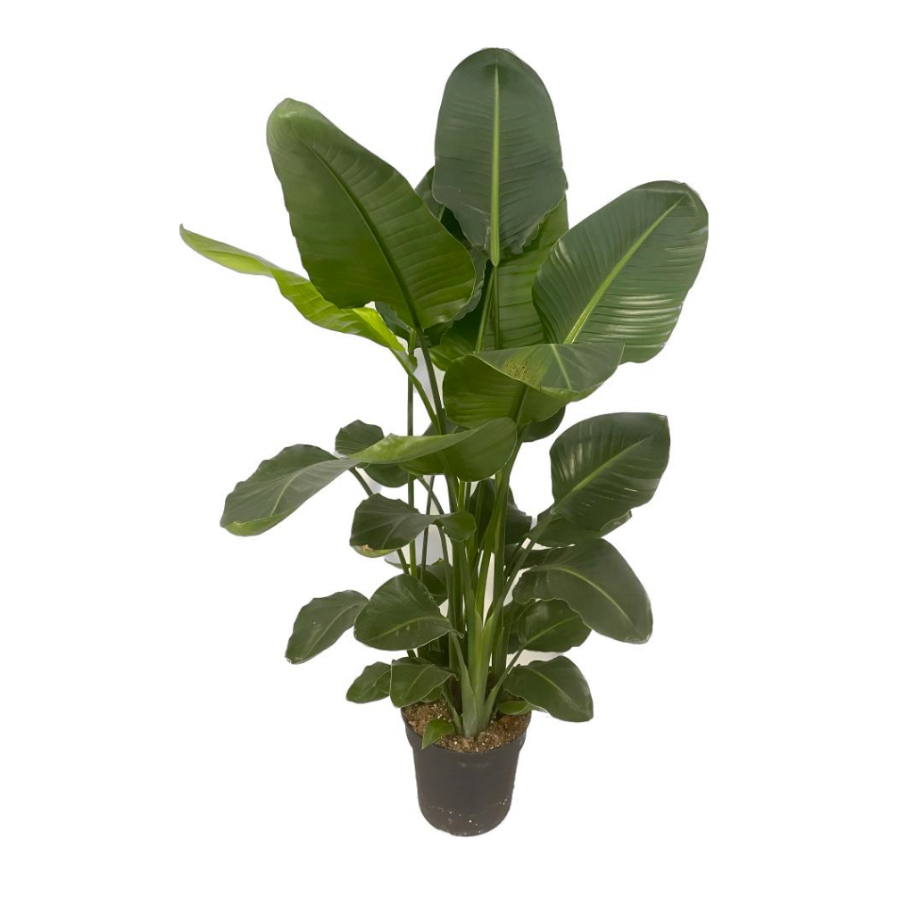 Paradijsvogelplant (Strelitzia Nicolai) H 150 ø 30 cm