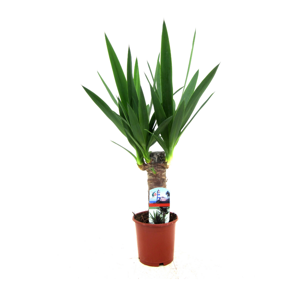 Palmlelie (Yucca Elephantipes) H 45 ø 11 cm