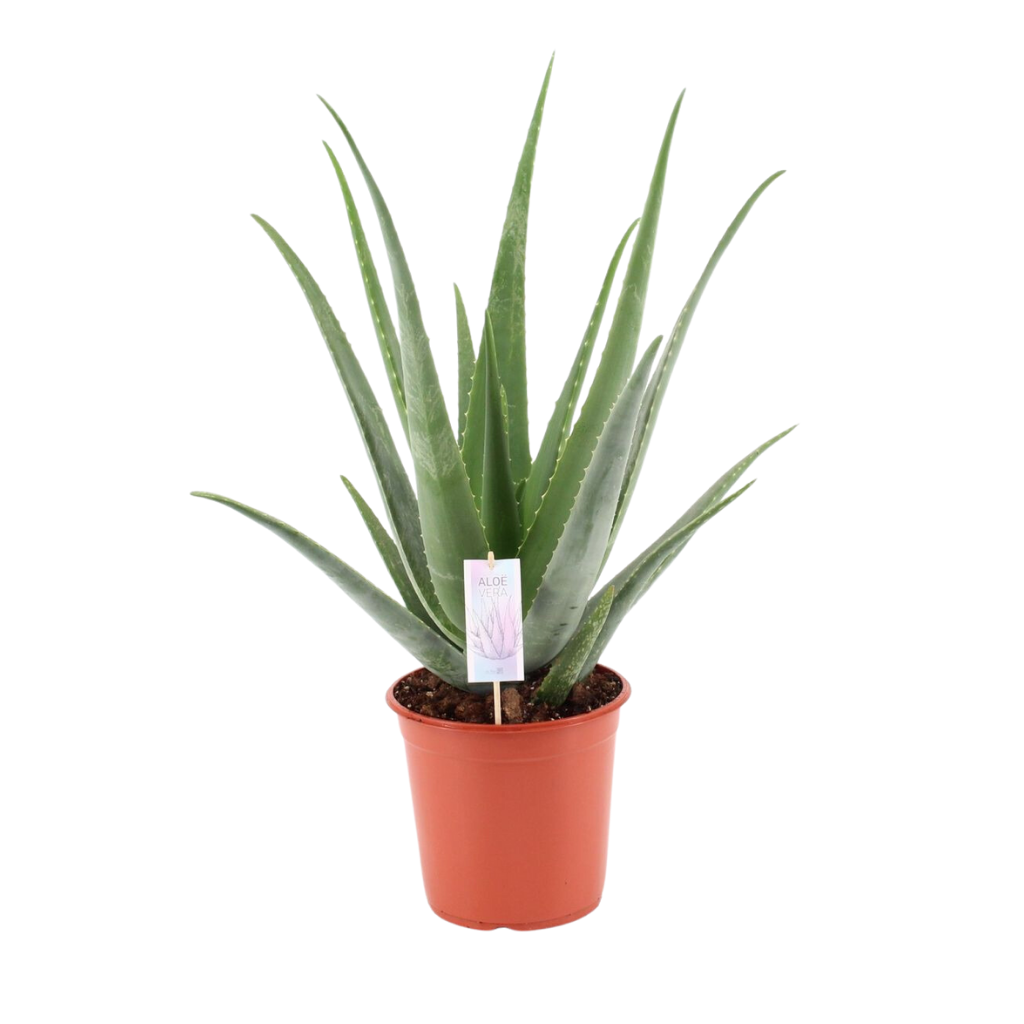 Wonderplant (Aloe Vera Barbadensis) H 80 - 90 ø 24 cm