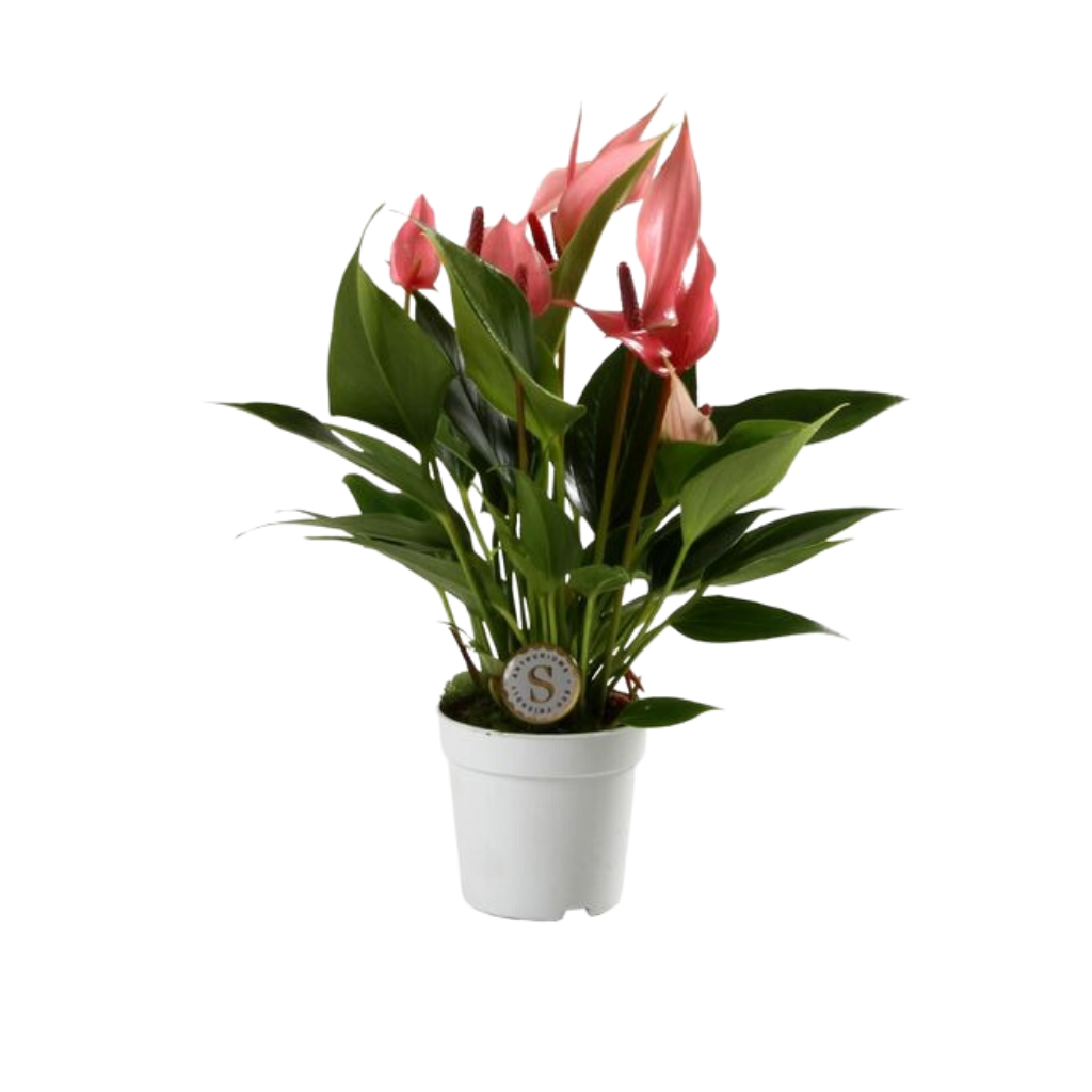 Flamingoplant (Anthurium Lilli) H 25 ø 7 cm