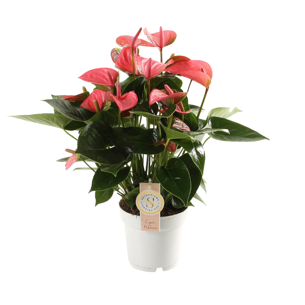 Flamingoplant (Anthurium Pink Champion) H 50 ø 14 cm