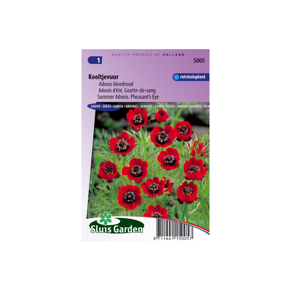 Adonis aestivalis Deep Red