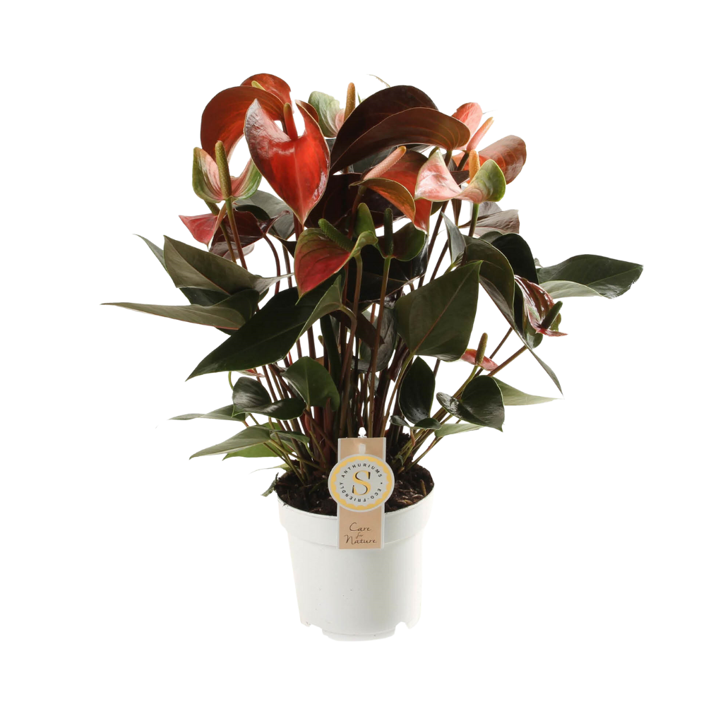 Flamingoplant (Anthurium Rainbow Champion) H 50 ø 14 cm