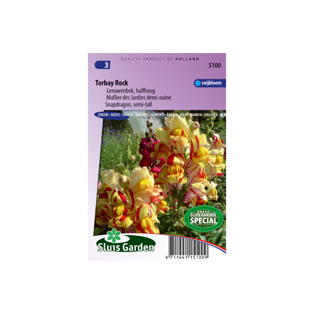 Antirrhinum m.nanum Torbay Rock