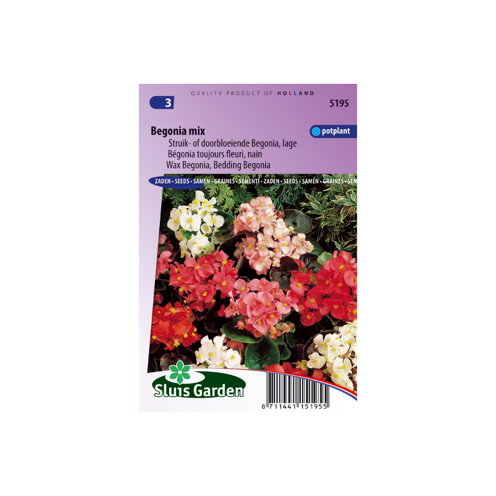 Begonia semperflorens Dwarf Mix