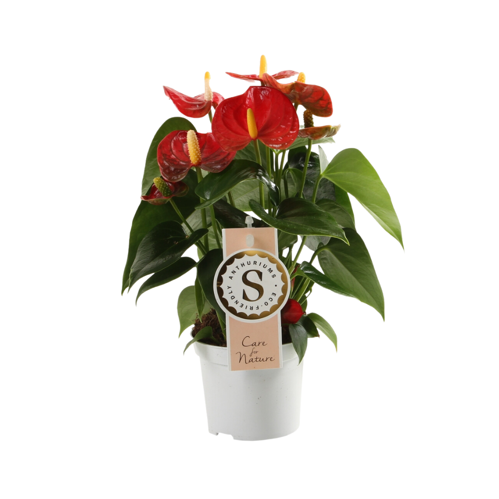 Flamingoplant (Anthurium Red Champion) H 30 ø 9 cm