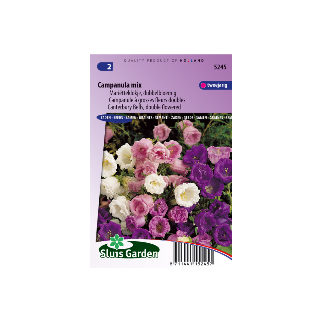 Campanula medium Double Mixed