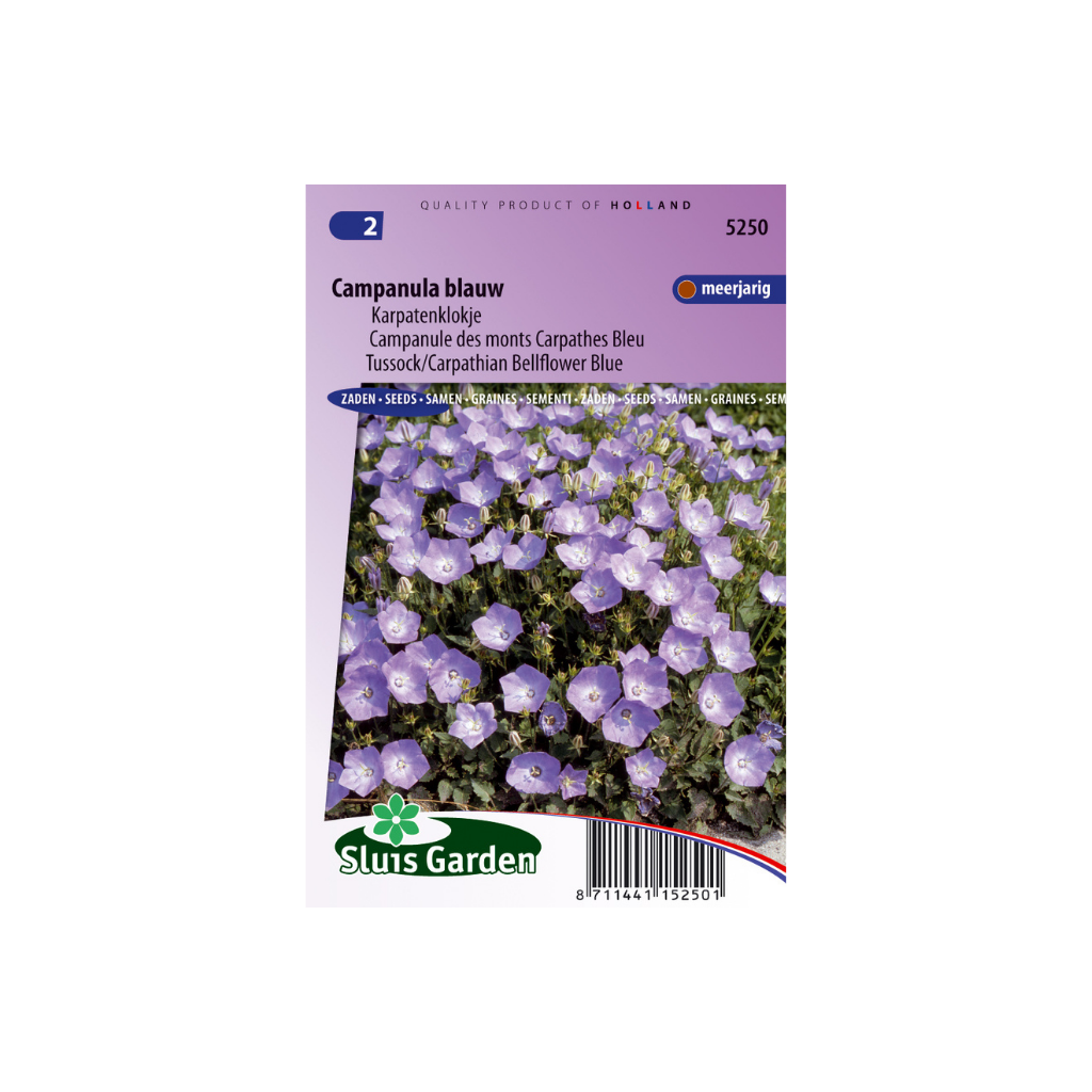 Campanula carpatica Blue