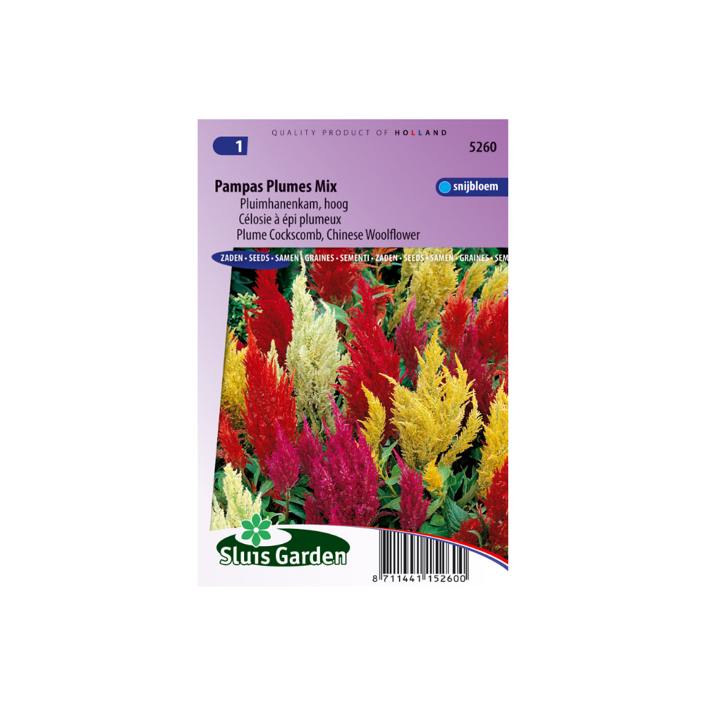 Celosia plumosa Pampas Plume Mix