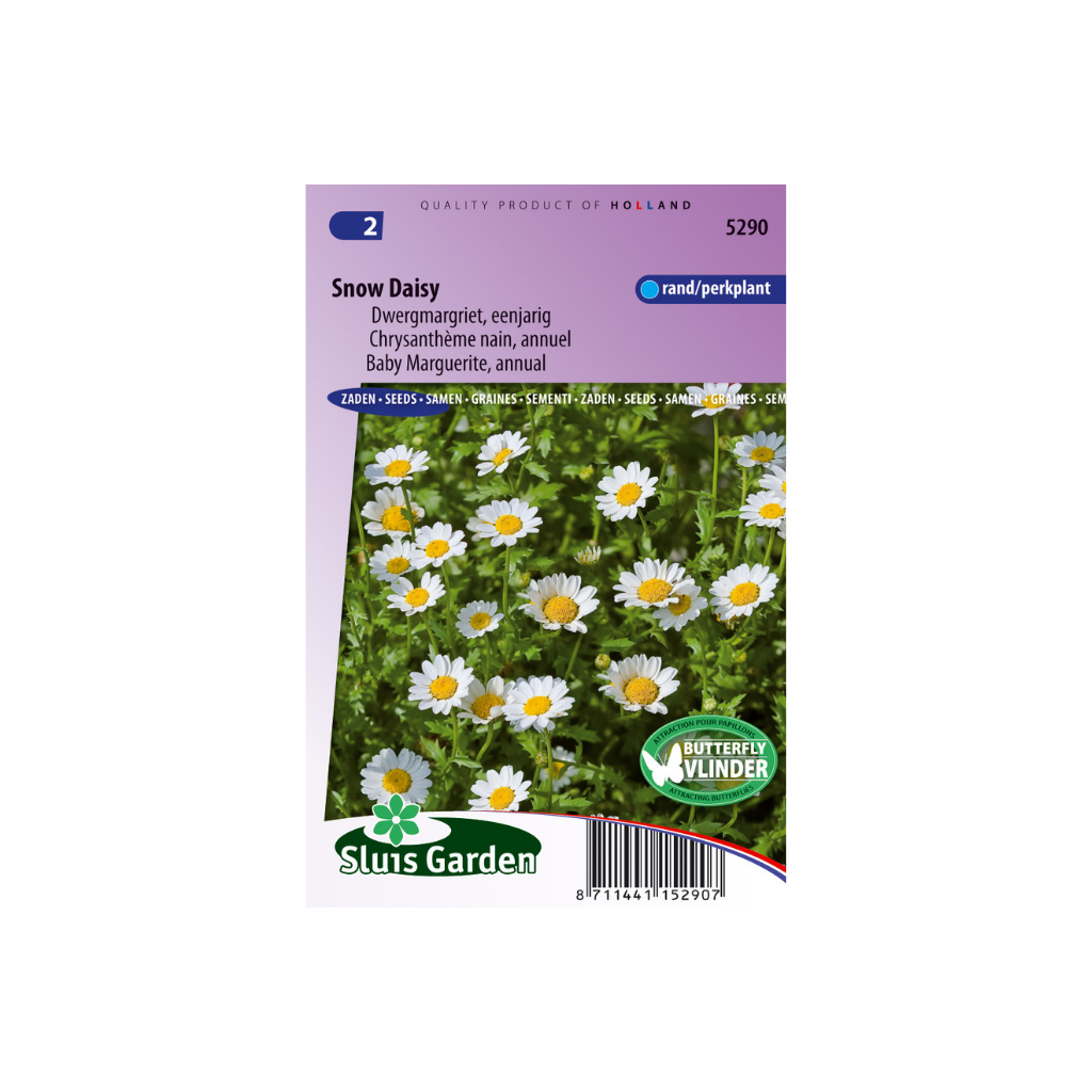 Chrysanthemum paludosum Snow Daisy