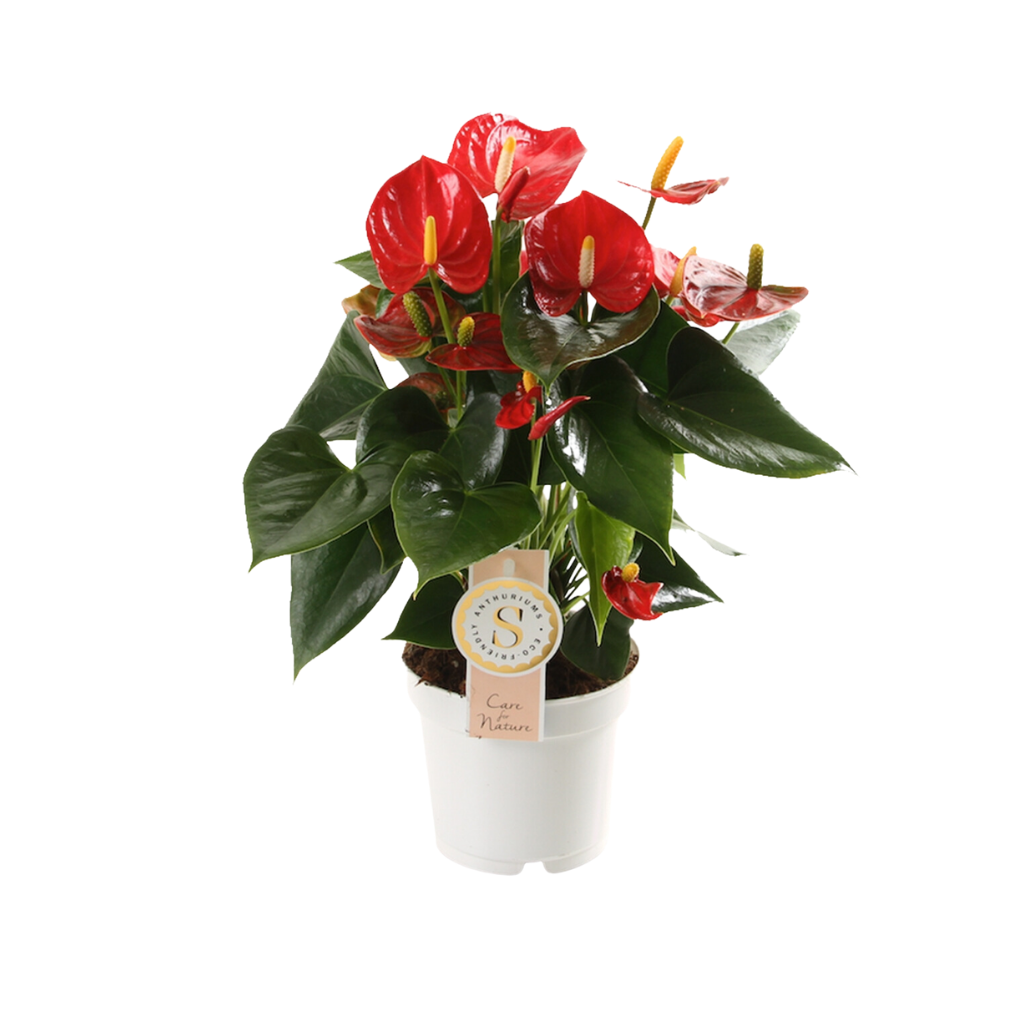 Flamingoplant (Anthurium Red Champion) H 40 ø 12 cm
